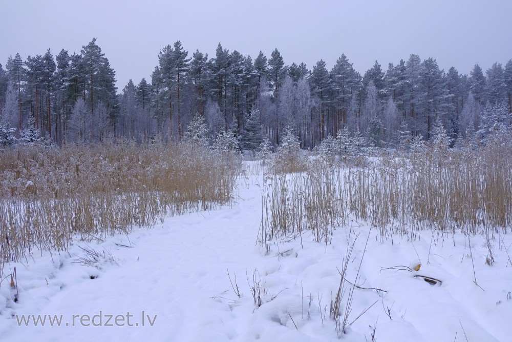 Meža ziemas ainava miglainā dienā