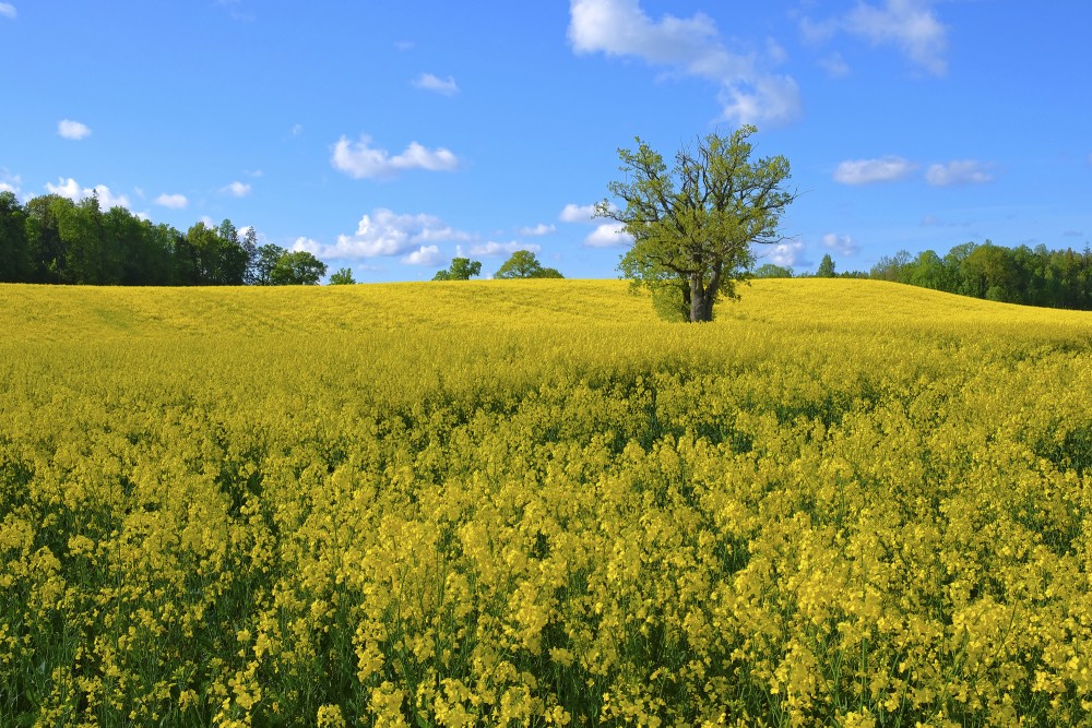 Rapeseed Field with Oak Tree, Landscape