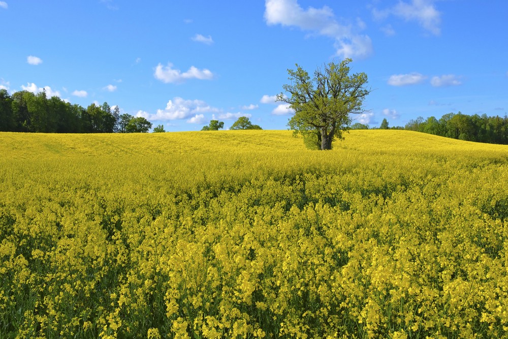 Rapša lauks ar ozolu, ainava