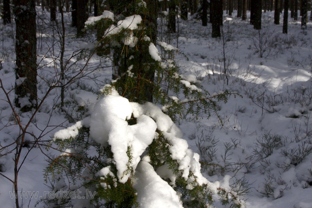 Snowy Juniper