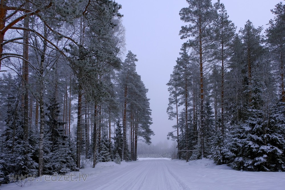 Forest Road in Winter