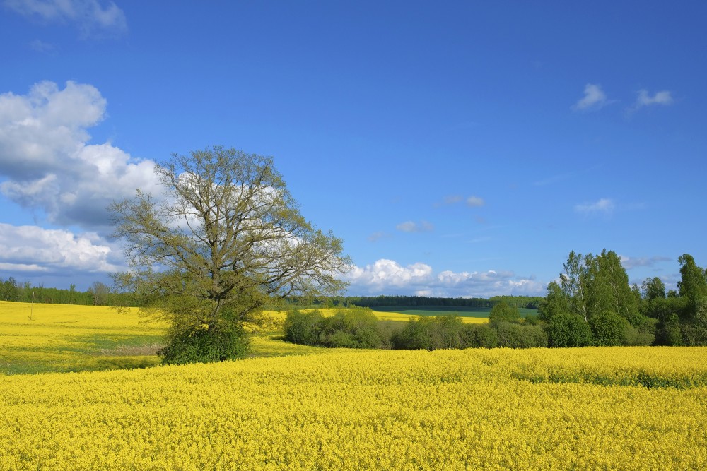 Rural Landscape, Rape Field with Tree