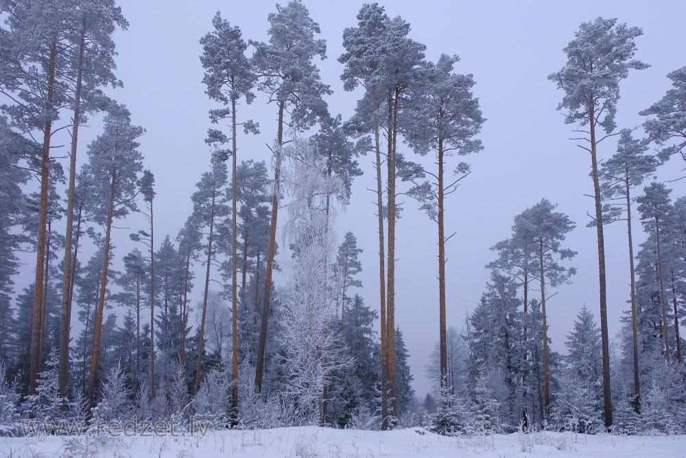 Forest During Winter