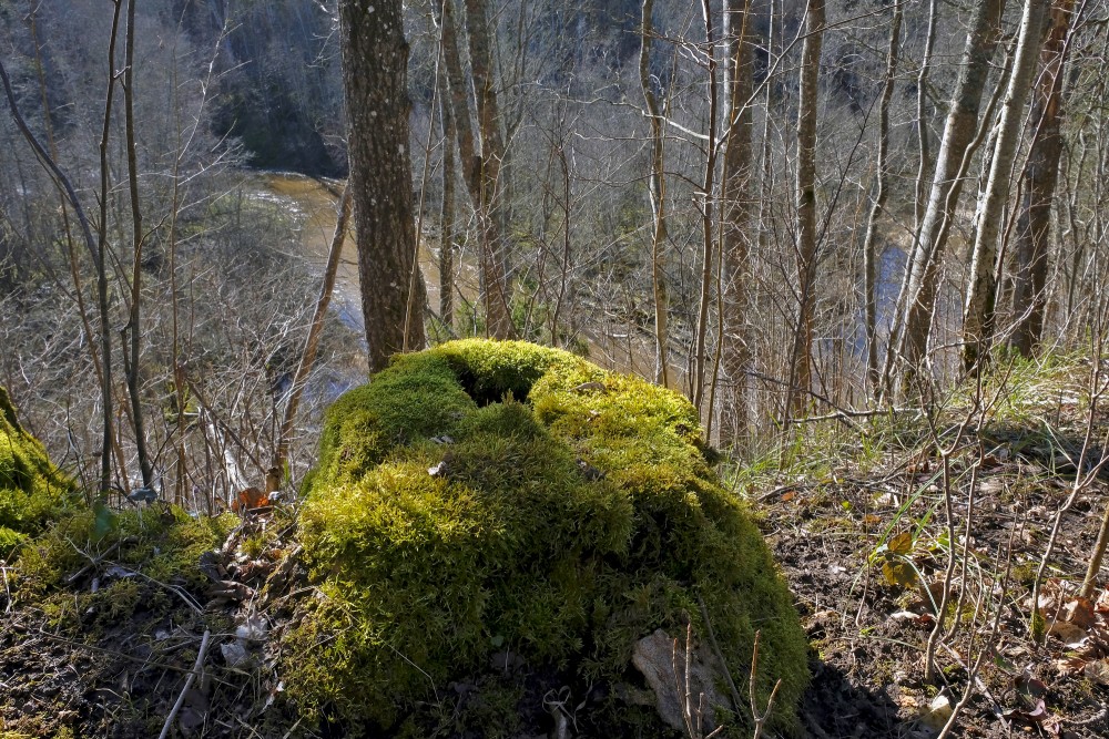 Nature Trail Along Imula River