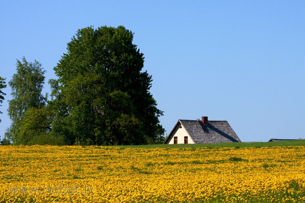 Rural landscape with dandelions