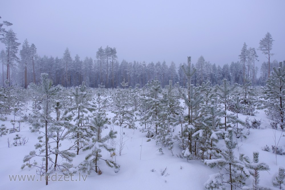 Young Pine Tree in Winter