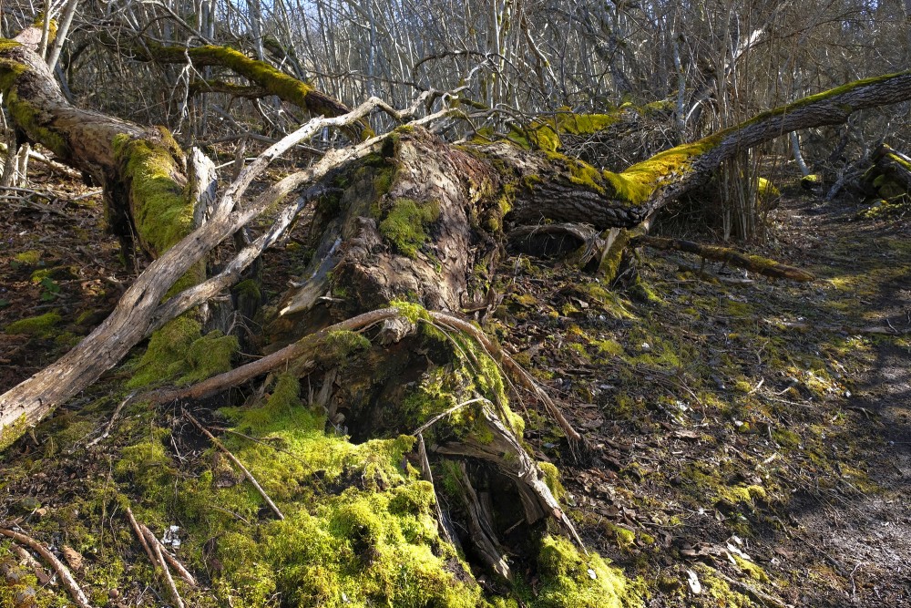 Nature Trail Along Imula River In Spring