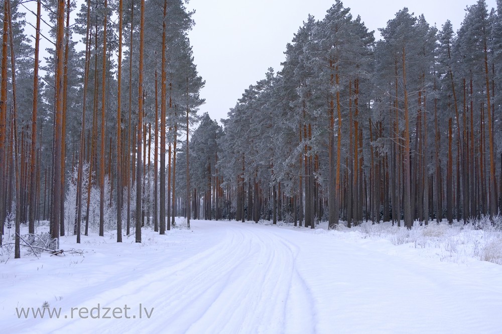 Ceļš un priežu mežs ziemā