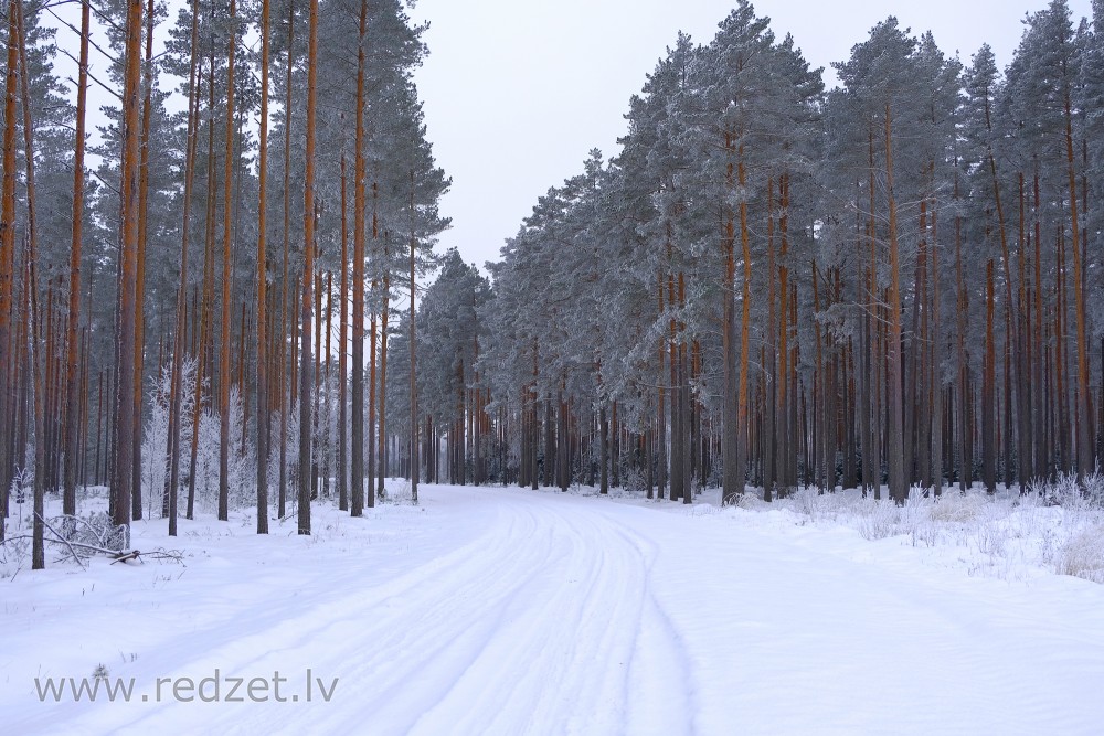 Pine Tree Forest During Winter