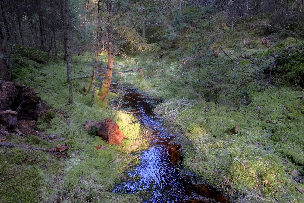 Forest Landscape with a Stream