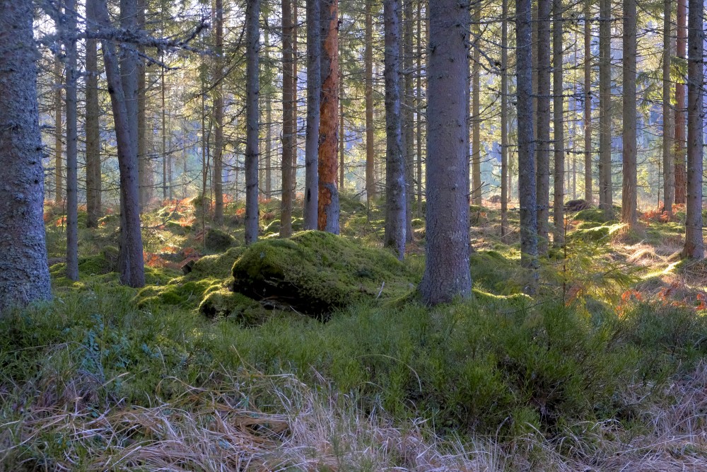 Forest Landscape