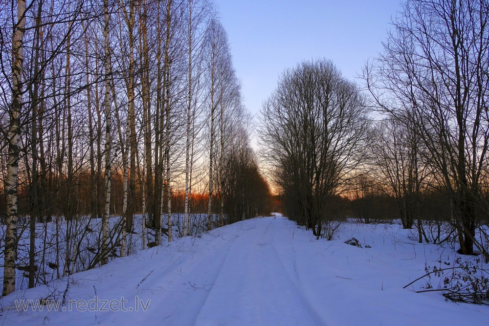 Meža ceļš ziemā, saulrietā