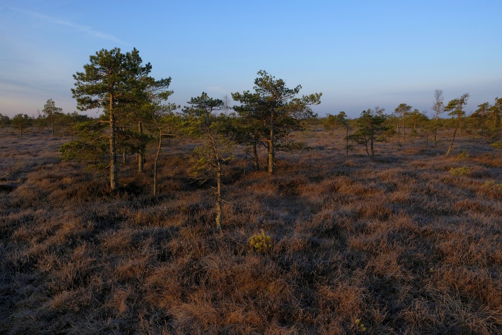 Pines In Ķemeri Bog In Early Morning, Spring