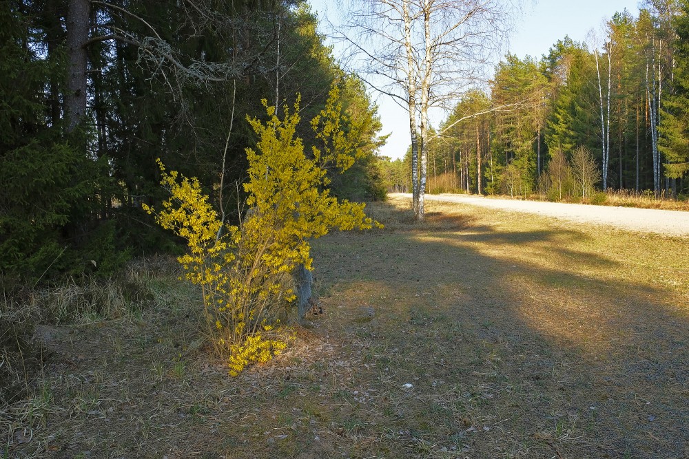 Forest Landscape with Forsythia