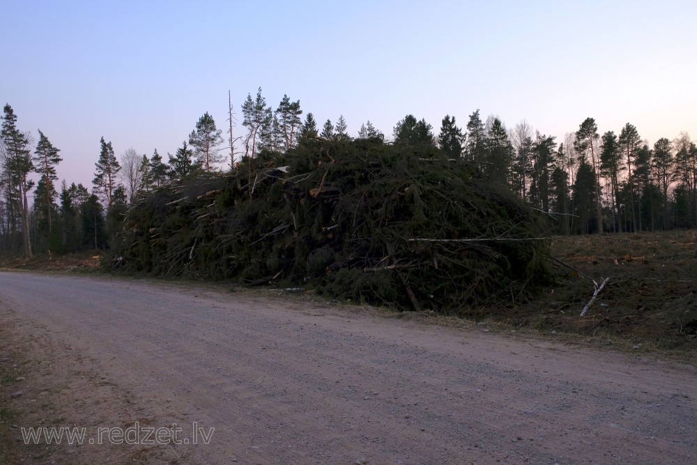 Zaru kaudze kailcirtes malā Zaru kaudze kailcirtes malā