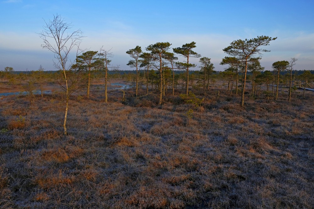 Pines In Ķemeri Bog In Early Morning, Spring