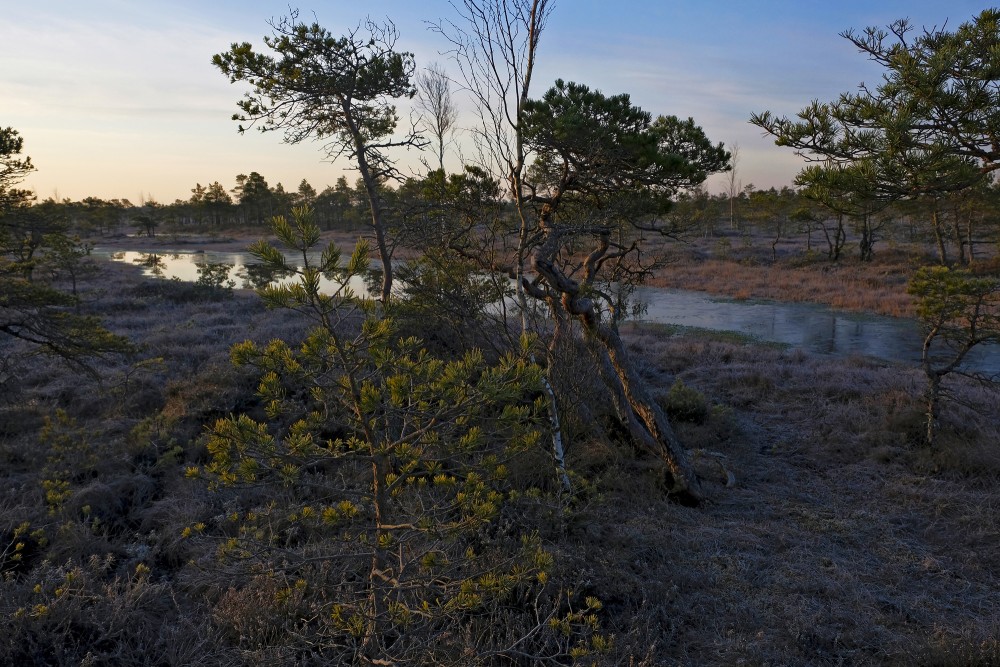 The Big Kemeri Bog In The Spring