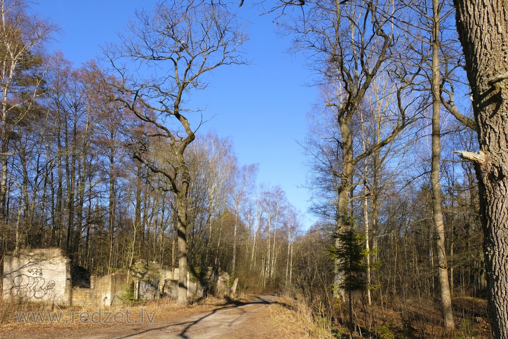 Forest with Ruins of Building