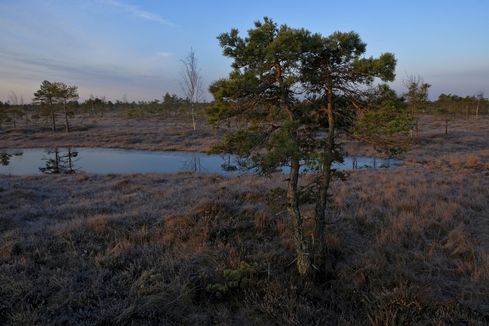 Pines In Great Ķemeri Bog