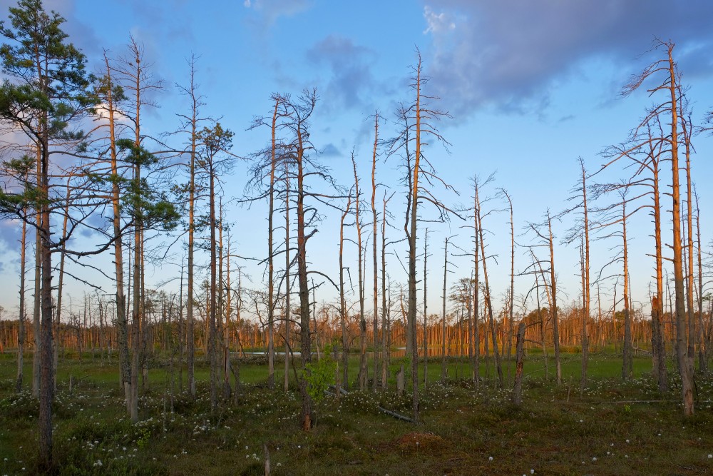 Cena Bog At Sunrise
