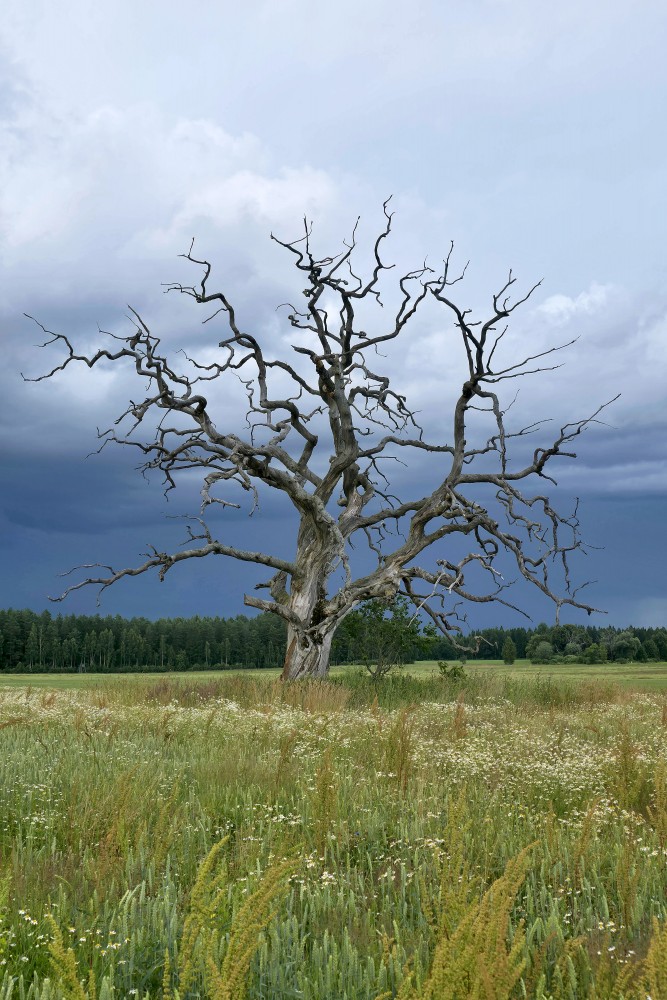 Old Bare Tree in a Field Under Stormy Sky