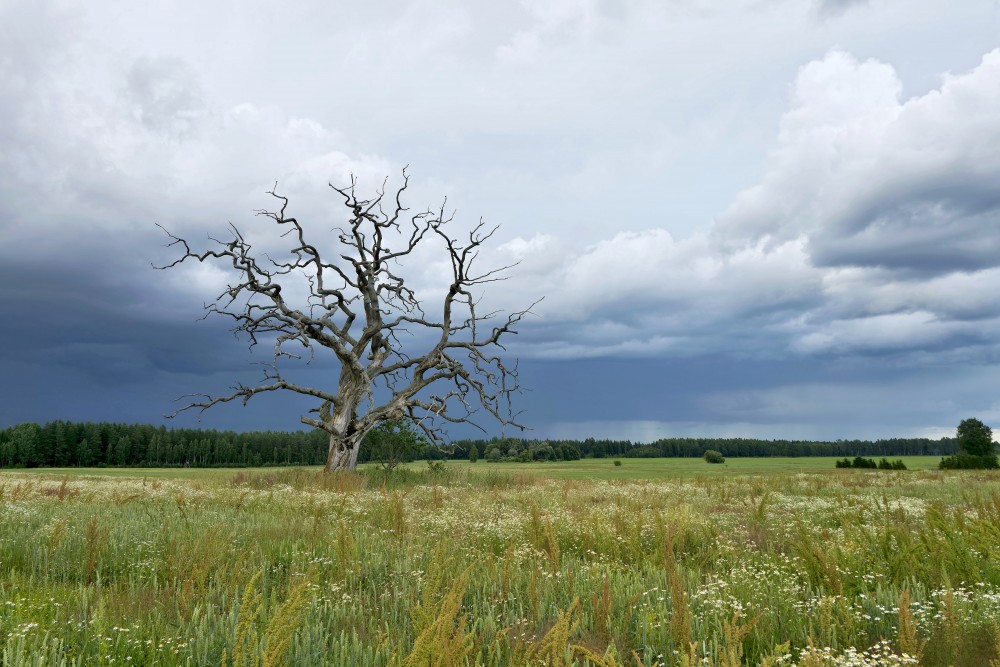 Old Bare Tree in Wide Meadow Landscape Under Stormy Sky