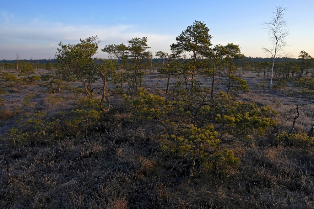 Spring morning in the Great Kemeri Bog