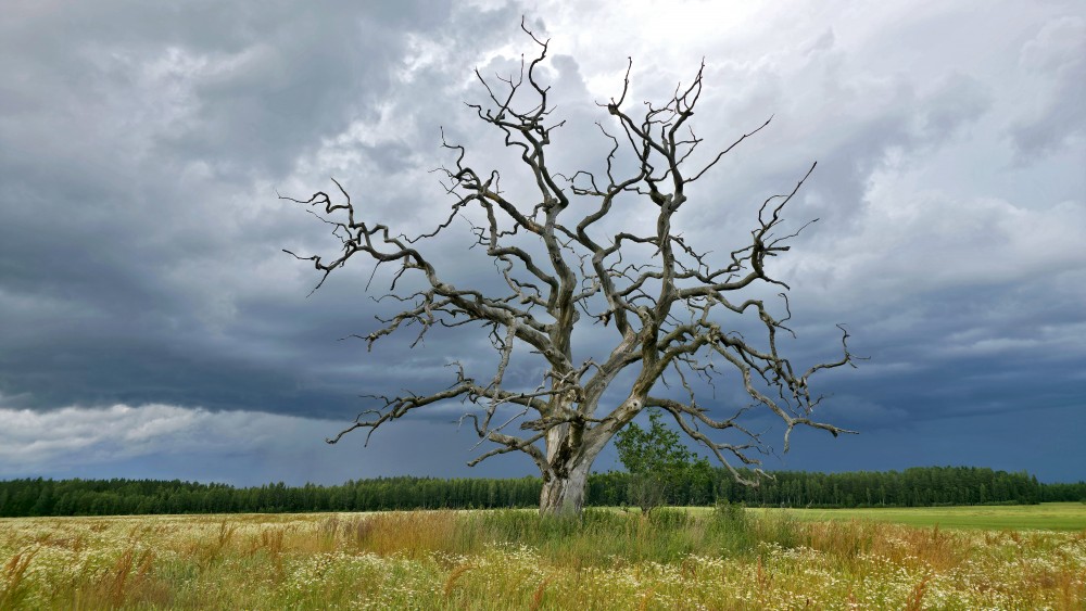 Bare Tree in Field Against Dramatic Storm Clouds