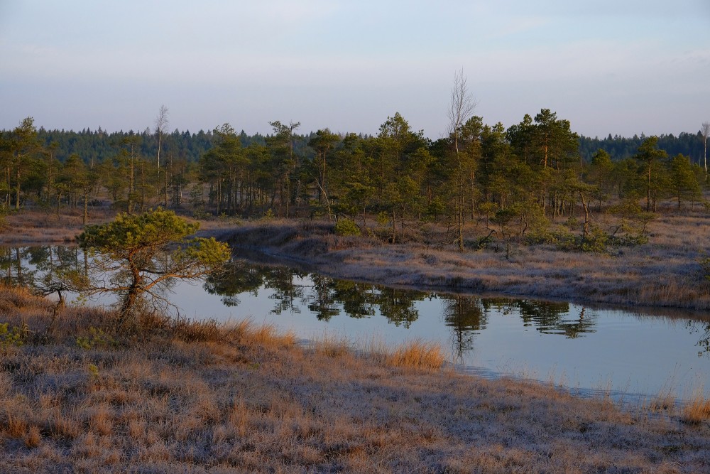 Swamp Lakes, Reflection In Water