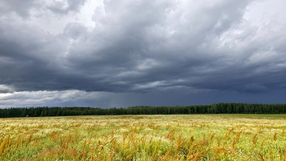 Dramatic Storm Clouds Gathering Over a Wildflower Meadow