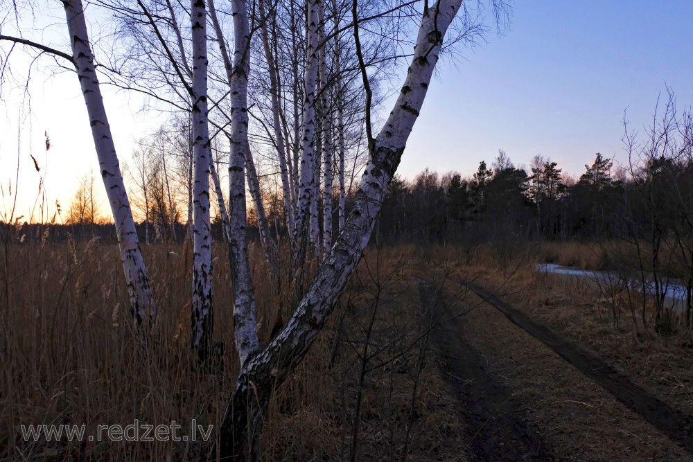 February Evening Landscape near Lake Sloka