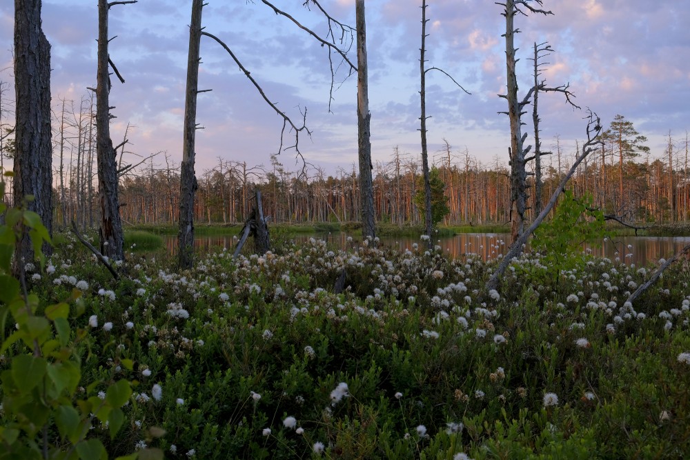Cena Bog Landscape