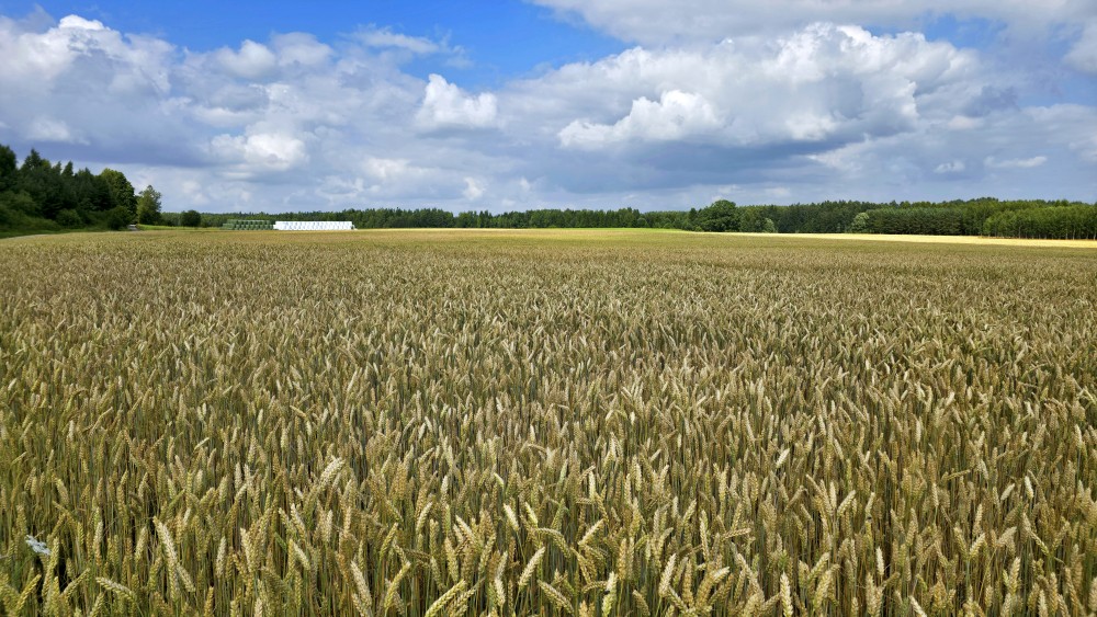 Golden Wheat Field Under Blue Cloudy Summer Sky