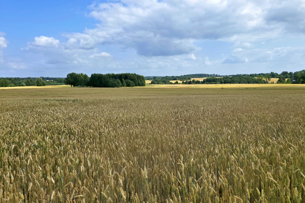 Wide Grain Field on a Summer Day with Forest Background