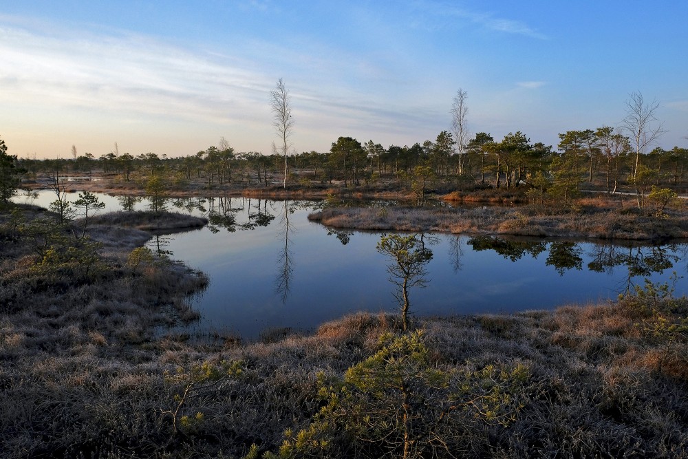 Swamp Lakes, Reflection In Water