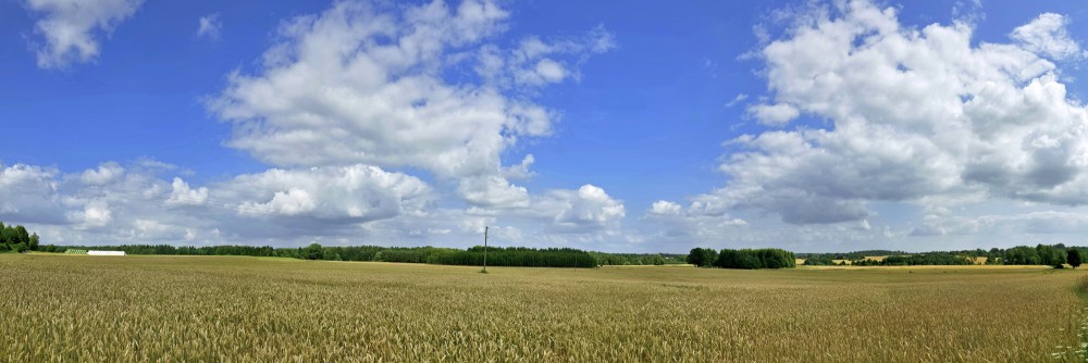 Panoramic View of Golden Grain Field and Blue Sky