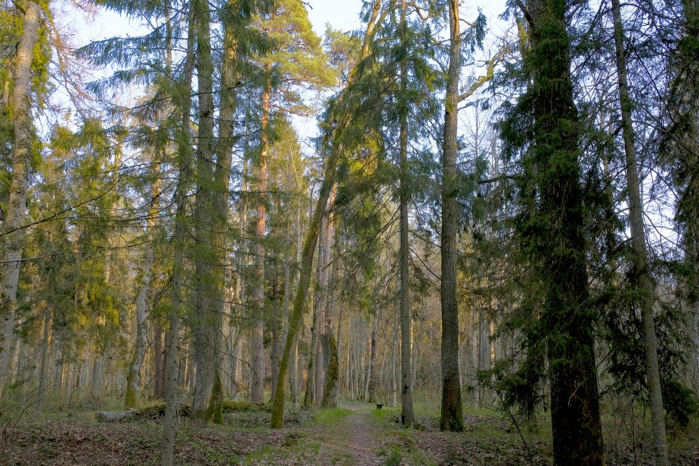 Ugāles pilskalns pavasarī