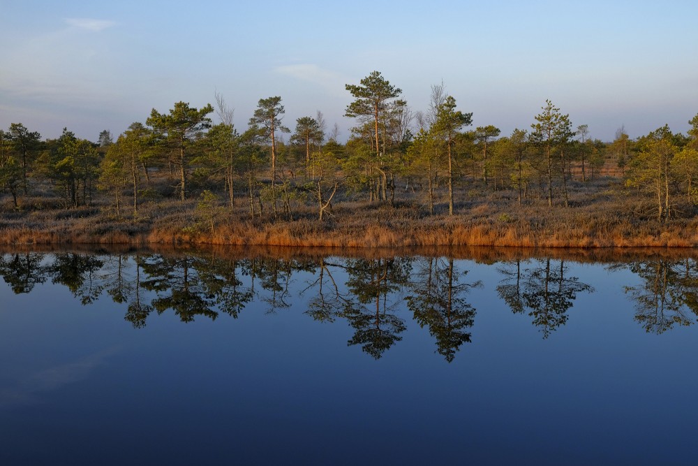 Swamp Lakes, Reflection In Water