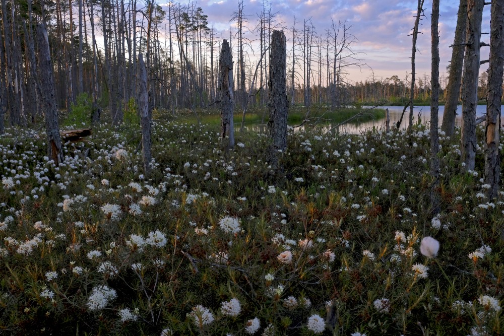 Cena Bog Landscape