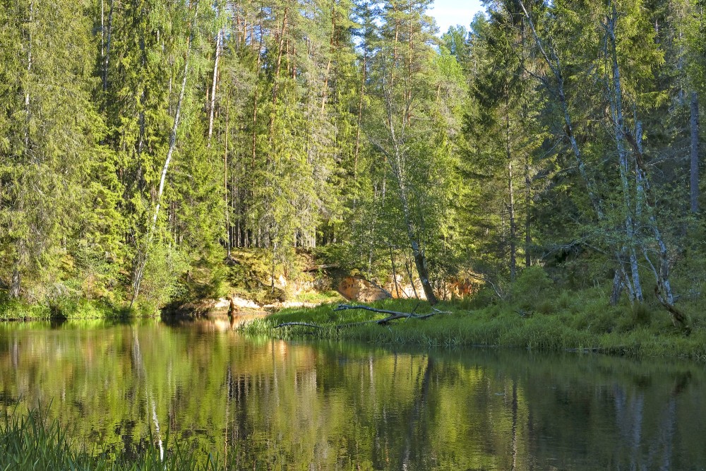 Baltais iezītis (Braslas atsegumi)