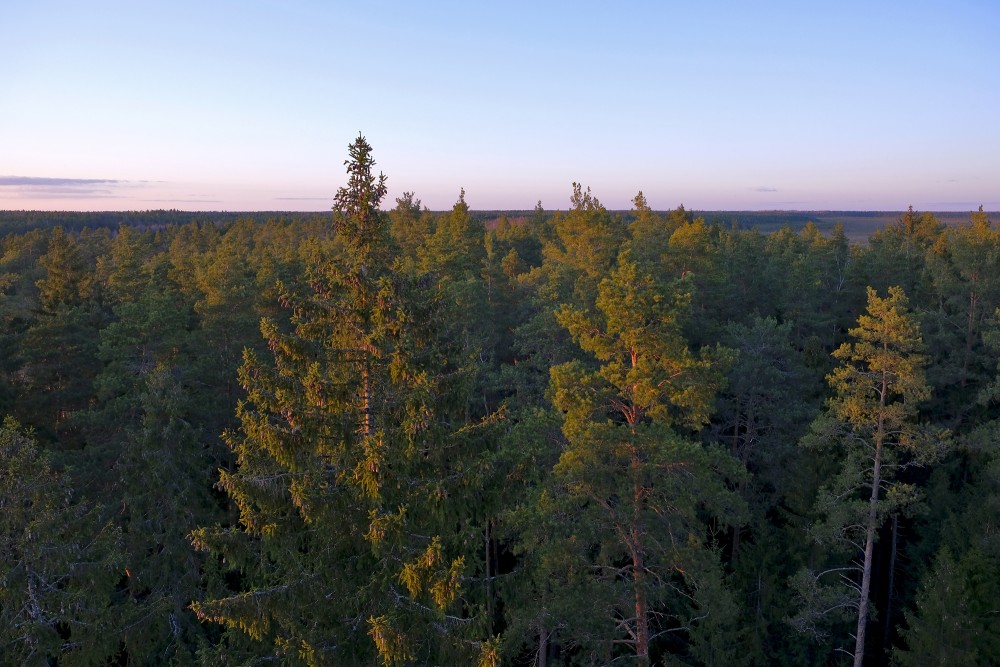 View from the Kangari Observation Tower