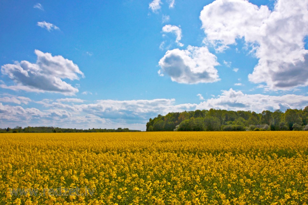Flowering Rape Field