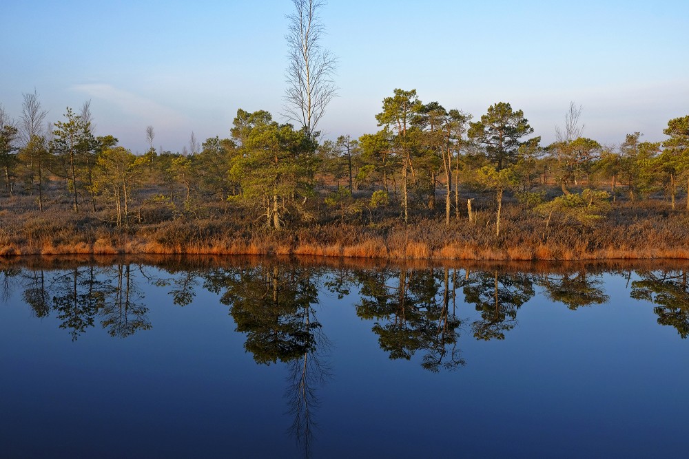 Swamp Lakes, Reflection In Water