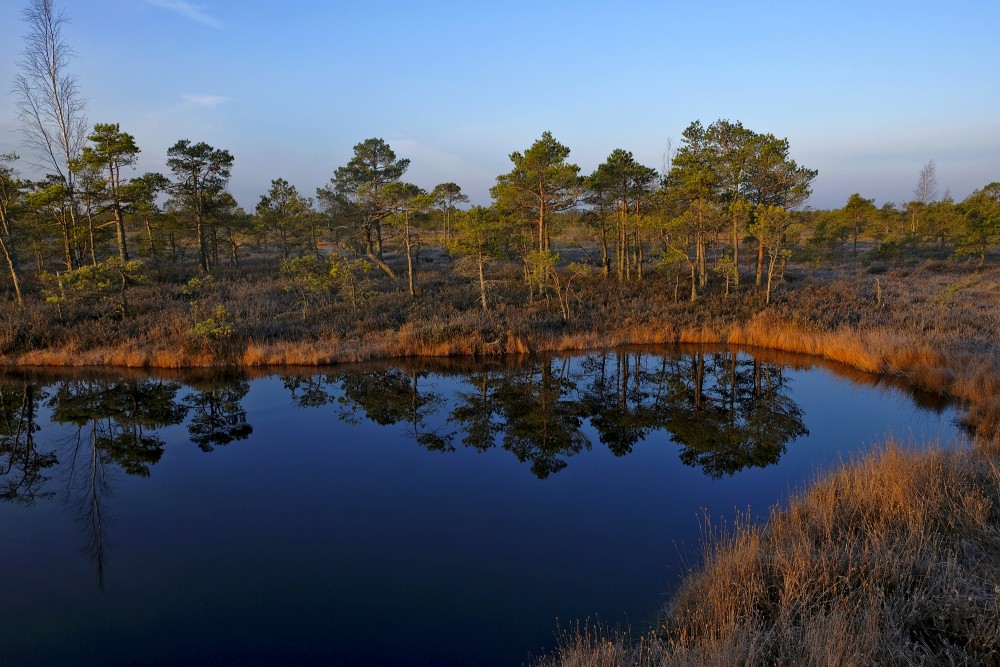 Swamp Lakes, Reflection In Water