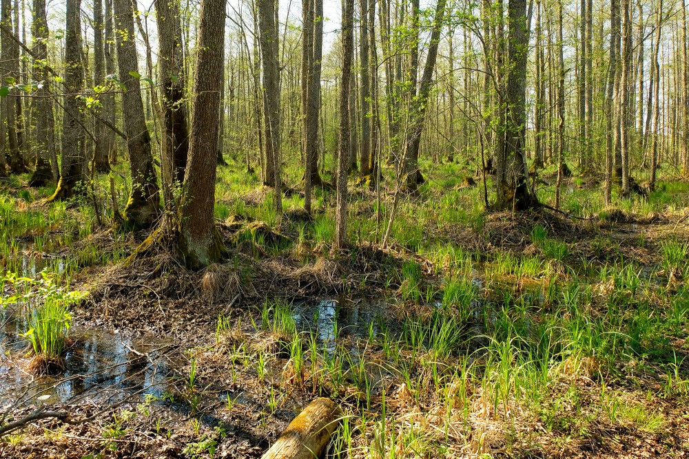 Vēršupīte Swamp, Sloka Lake Trail