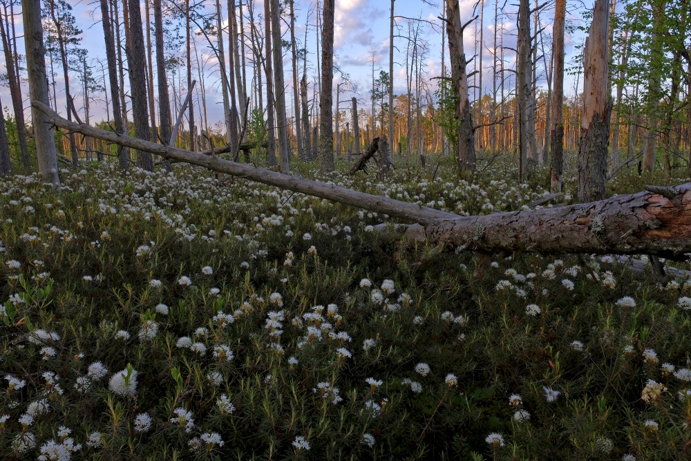 Cena Bog Landscape