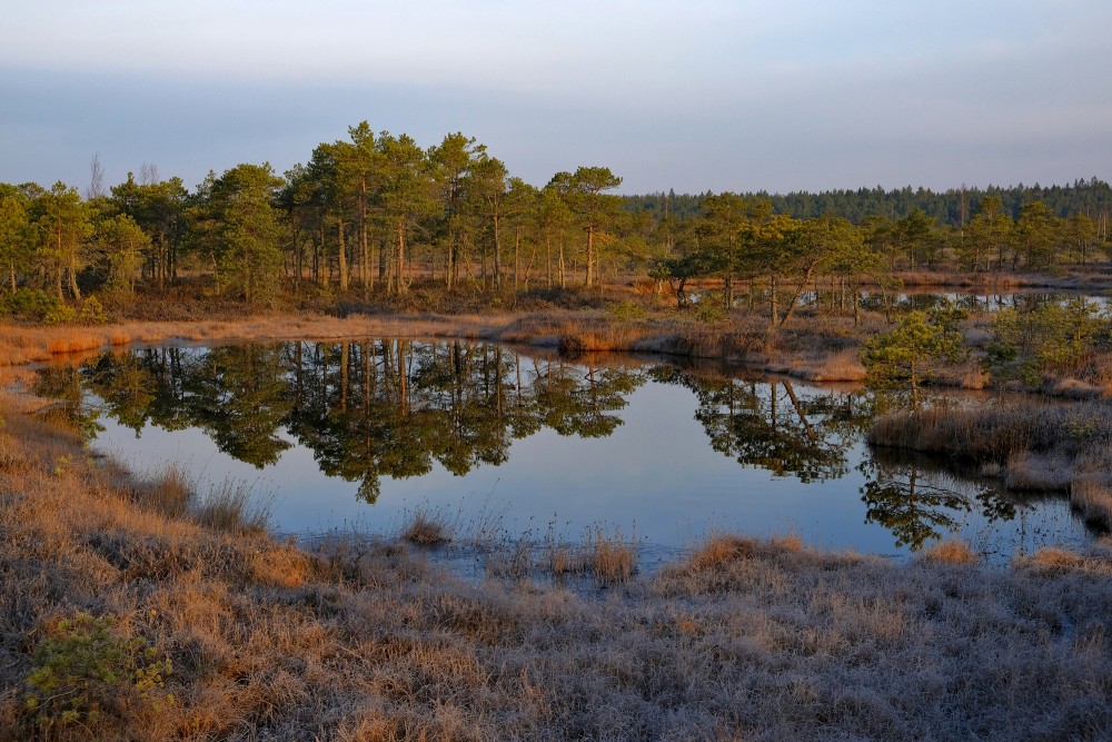 Swamp Lakes, Reflection In Water