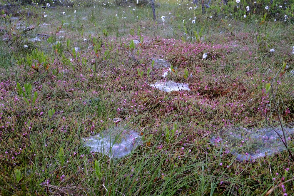 Spider Web in the Swamp
