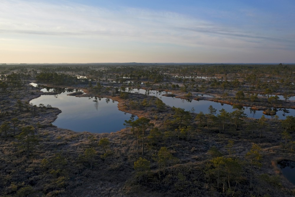View Of Ķemeri Bog From The Viewing Tower