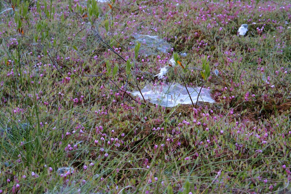 Spider Web in the Swamp